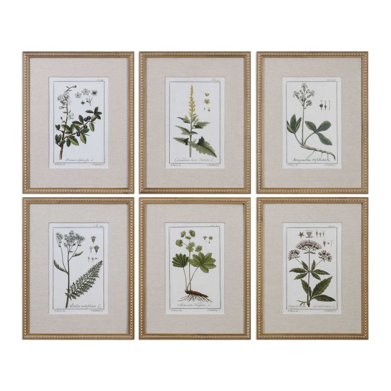 Uttermost Green Floral Botanical Study Prints  6個組